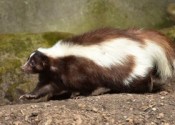Tommaso, un bambino pestifero! Un caso clinico omeopatico di Mephitis putorius 