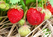 Fragole e Patate… 
